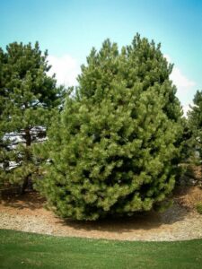 Сосна Чёрная (Pinus Nigra) купить по цене от 270.00р. в интернет-магазине «Посадика» с доставкой почтой в в Домодедовое и по всей России – [изображение №1].