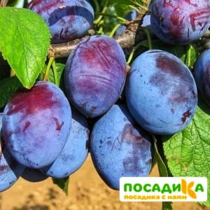 Слива Чачакская ранняя купить по цене от 229.00р. в интернет-магазине «Посадика» с доставкой почтой в в Домодедовое и по всей России – [изображение №1].