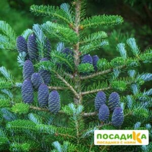 Пихта корейская (Abies koreana) купить по цене от 450.00р. в интернет-магазине «Посадика» с доставкой почтой в в Домодедовое и по всей России – [изображение №1].