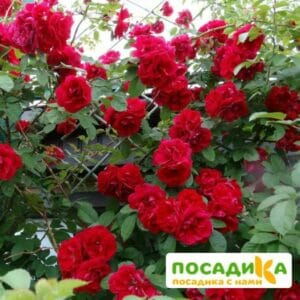 Роза плетистая Амадеус купить по цене от 399.00р. в интернет-магазине «Посадика» с доставкой почтой в в Домодедовое и по всей России – [изображение №1].