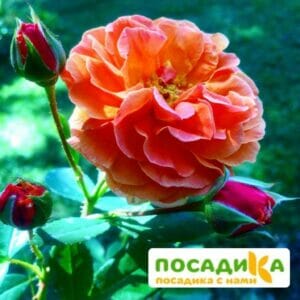 Роза Арабия купить по цене от 350.00р. в интернет-магазине «Посадика» с доставкой почтой в в Домодедовое и по всей России – [изображение №1].