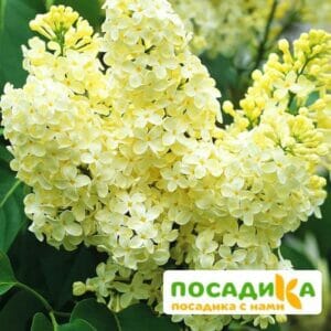 Сирень Примроуз (Primrose) купить по цене от 529.00р. в интернет-магазине «Посадика» с доставкой почтой в в Домодедовое и по всей России – [изображение №1].