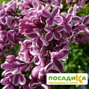 Сирень Сенсация купить по цене от 529.00р. в интернет-магазине «Посадика» с доставкой почтой в в Домодедовое и по всей России – [изображение №1].