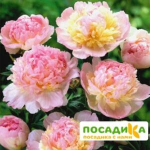 Пион Распберри Сандей (Paeonia Raspberry Sundae) купить по цене от 959р. в интернет-магазине «Посадика» с доставкой почтой в в Домодедовое и по всей России – [изображение №1].