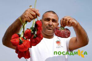 Клубника Гигант Джорнея купить по цене от 266р. в интернет-магазине «Посадика» с доставкой почтой в в Домодедовое и по всей России – [изображение №1].