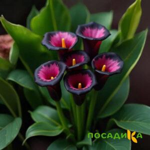 Калла Аура Лейс купить по цене от 400р. в интернет-магазине «Посадика» с доставкой почтой в в Домодедовое и по всей России – [изображение №1].