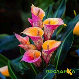 Калла Оникс купить по цене от 450р. в интернет-магазине «Посадика» с доставкой почтой в в Домодедовое и по всей России – [изображение №1].