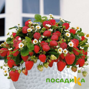Клубника Рубиновый Шепот (горшечная) купить по цене от 240р. в интернет-магазине «Посадика» с доставкой почтой в в Домодедовое и по всей России – [изображение №1].