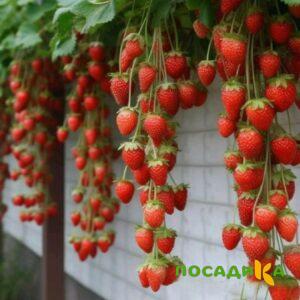 Клубника вьющаяся Комплимент купить по цене от 470р. в интернет-магазине «Посадика» с доставкой почтой в в Домодедовое и по всей России – [изображение №1].