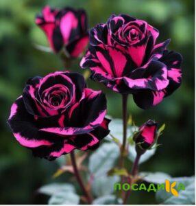 Роза Багровый Шепот купить по цене от 366р. в интернет-магазине «Посадика» с доставкой почтой в в Домодедовое и по всей России – [изображение №1].