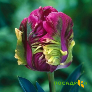 Тюльпан Экзотик Хэвен купить по цене от 186р. в интернет-магазине «Посадика» с доставкой почтой в в Домодедовое и по всей России – [изображение №1].