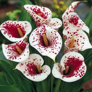 Калла Эмпайр купить по цене от 302р. в интернет-магазине «Посадика» с доставкой почтой в в Домодедовое и по всей России – [изображение №1].