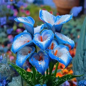 Калла Портрейт купить по цене от 292р. в интернет-магазине «Посадика» с доставкой почтой в в Домодедовое и по всей России – [изображение №1].