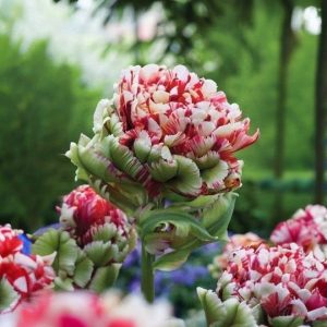 Тюльпан Дабл Флеминг Берд купить по цене от 249р. в интернет-магазине «Посадика» с доставкой почтой в в Домодедовое и по всей России – [изображение №1].