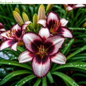 Лилейник Крим Сикл купить по цене от 799р. в интернет-магазине «Посадика» с доставкой почтой в в Домодедовое и по всей России – [изображение №1].