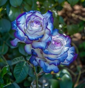 Роза Пэтолз Хоуп купить по цене от 333р. в интернет-магазине «Посадика» с доставкой почтой в в Домодедовое и по всей России – [изображение №1].