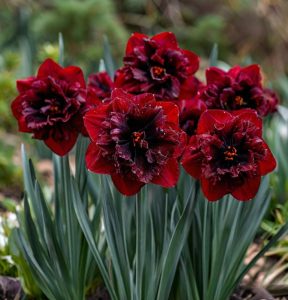 Нарцисс Сапфировый Бриз купить по цене от 3000р. в интернет-магазине «Посадика» с доставкой почтой в в Домодедовое и по всей России – [изображение №1].