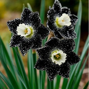 Нарцисс Кассата купить по цене от 372р. в интернет-магазине «Посадика» с доставкой почтой в в Домодедовое и по всей России – [изображение №1].