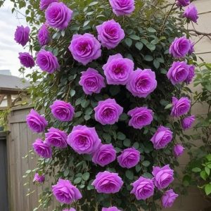 Роза Мистик Уайт купить по цене от 620р. в интернет-магазине «Посадика» с доставкой почтой в в Домодедовое и по всей России – [изображение №1].