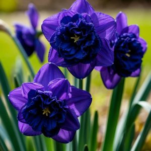 Нарцисс Арт Нуво купить по цене от 378р. в интернет-магазине «Посадика» с доставкой почтой в в Домодедовое и по всей России – [изображение №1].