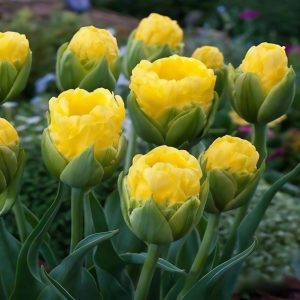 Тюльпан махровый Ванила Коп купить по цене от 159р. в интернет-магазине «Посадика» с доставкой почтой в в Домодедовое и по всей России – [изображение №1].