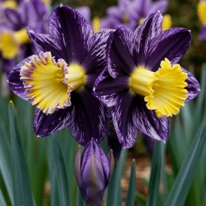 Нарцисс Акропоис купить по цене от 382р. в интернет-магазине «Посадика» с доставкой почтой в в Домодедовое и по всей России – [изображение №1].