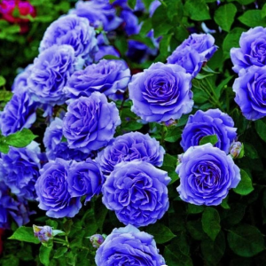Роза Блю Мун купить по цене от 450р. в интернет-магазине «Посадика» с доставкой почтой в в Домодедовое и по всей России – [изображение №1].