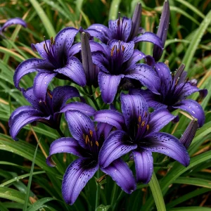 Лилейник Блю Айрис купить по цене от 324р. в интернет-магазине «Посадика» с доставкой почтой в в Домодедовое и по всей России – [изображение №1].