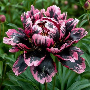 Пион Дроп Руби купить по цене от 469р. в интернет-магазине «Посадика» с доставкой почтой в в Домодедовое и по всей России – [изображение №1].