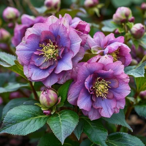 Морозник Айс Принцесс Чарм купить по цене от 650р. в интернет-магазине «Посадика» с доставкой почтой в в Домодедовое и по всей России – [изображение №1].