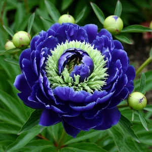 Пион Дримвивер купить по цене от 417р. в интернет-магазине «Посадика» с доставкой почтой в в Домодедовое и по всей России – [изображение №1].