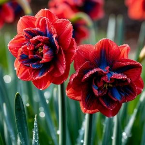 Нарцисс Эрличе купить по цене от 386р. в интернет-магазине «Посадика» с доставкой почтой в в Домодедовое и по всей России – [изображение №1].