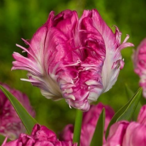 Тюльпан махровый Кул Кристал купить по цене от 400р. в интернет-магазине «Посадика» с доставкой почтой в в Домодедовое и по всей России – [изображение №1].