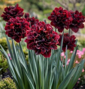 Нарцисс Малиновая Вуаль купить по цене от 3000р. в интернет-магазине «Посадика» с доставкой почтой в в Домодедовое и по всей России – [изображение №1].