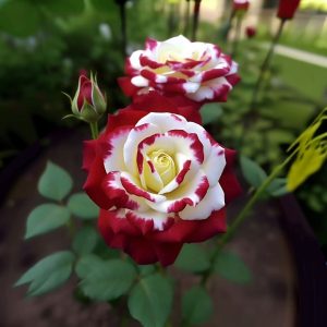 Роза Роял Глом купить по цене от 401р. в интернет-магазине «Посадика» с доставкой почтой в в Домодедовое и по всей России – [изображение №1].