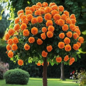 Роза Солнечный Шарм купить по цене от 349р. в интернет-магазине «Посадика» с доставкой почтой в в Домодедовое и по всей России – [изображение №1].