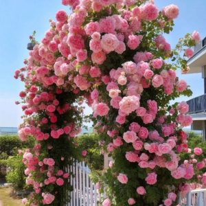 Роза Пастель Розе купить по цене от 605р. в интернет-магазине «Посадика» с доставкой почтой в в Домодедовое и по всей России – [изображение №1].