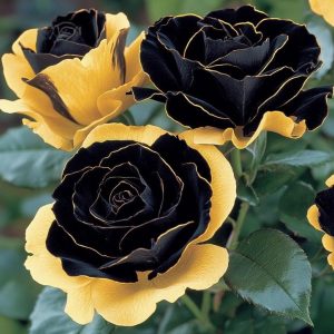 Роза Ханни Сикл купить по цене от 700р. в интернет-магазине «Посадика» с доставкой почтой в в Домодедовое и по всей России – [изображение №1].