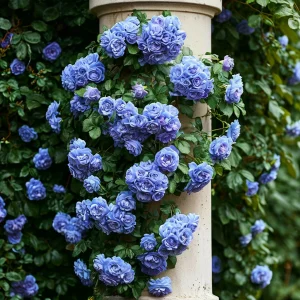 Роза плетистая Блю Перпл купить по цене от 540р. в интернет-магазине «Посадика» с доставкой почтой в в Домодедовое и по всей России – [изображение №1].